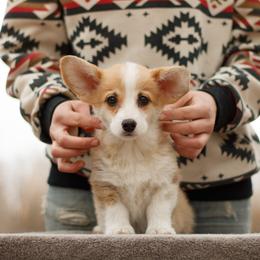 Eva - Red female Pembroke Welsh Corgi puppy in La Grange, Wyoming from Merrygold Corgis