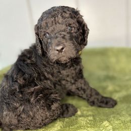 Solace - Black and white female Aussiedoodle puppy in Monroe, North Carolina from The Klepper Homestead