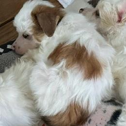 Brooks - White and chocolate male Chinese Crested puppy in New Windsor, Maryland from Ambush Kennel