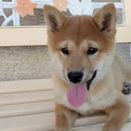 Maltese and Shiba Inu from LAS VEGAS PUPPY