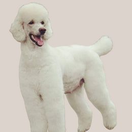 Ivy - Poodle