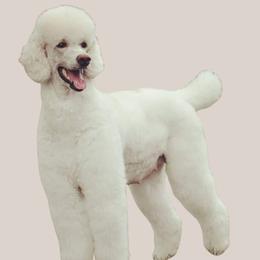 Ivy - Poodle