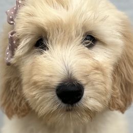 Girl 2 - Apricot Goldendoodle puppy in Omaha, Nebraska from The Rallo Farmhouse