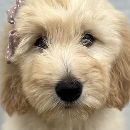Girl 2 - Apricot Goldendoodle puppy in Omaha, Nebraska from The Rallo Farmhouse