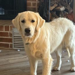 Rhodes - Light golden male Golden Retriever puppy in College Station, Texas from Golden Care Golden Retrievers