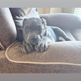 Cane Corso Puppies from Kero corsos