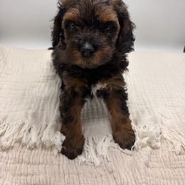 Bernedoodles, Cavapoos, and Goldendoodles from Mercy Doodles