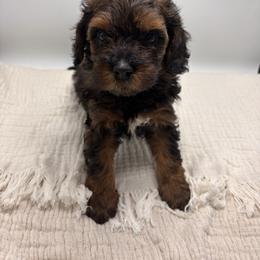 Bernedoodles, Cavapoos, and Goldendoodles from Mercy Doodles