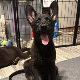Red Collar Girl - Bi-color female German Shepherd puppy in Universal City, Texas from Jaxinhaus German Shepherds