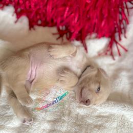 Dachshund Puppies from Dachshund Universe