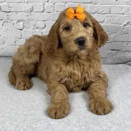 Boy 1 - Red  male Goldendoodle puppy in Millersburg, Ohio from Ohio Puppy Paws