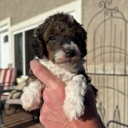 Fox - shaded sable tuxedo - Sable male Poodle puppy in Peyton, Colorado from Fuzzybottoms Ranch LLC