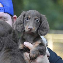 Heath - Chocolate and tan male Dachshund puppy in Attapulgus, Georgia from KJRC Kennels