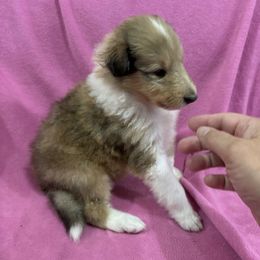 Girl 2 - female Collie puppy in Bad Axe, Michigan from Collie Campo