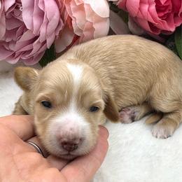 Lucy - Cream female Dachshund puppy in Exeter, California from Sawtooth Miniature Dachshunds