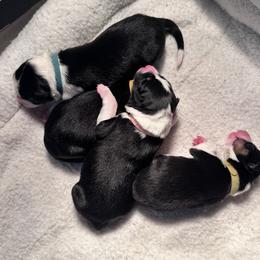 Border Collie puppies from Steppinstone Dog Training and Labradors/BC’s