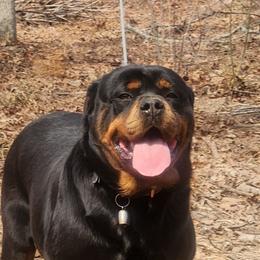 Bella - Rottweiler