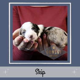 Skip - Blue merle male Aussiedoodle puppy in Salem, Utah from Go West Mini Aussies