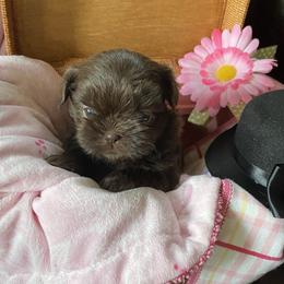 Shih Tzu Puppies from Seaside Shih Tzu Cottage