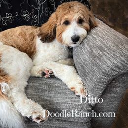 Ditto - Goldendoodle