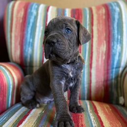 Cane Corso Puppies from Killing Joke Cane Corsos