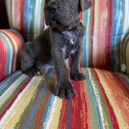 Cane Corso Puppies from Killing Joke Cane Corsos