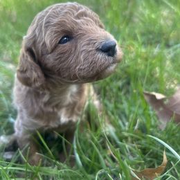 Cavapoo Puppies from Jorden’s Cavapoo’s