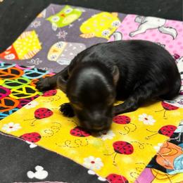 Pinky - Black and tan female Yorkshire Terrier puppy in Lynwood, Illinois from SaintNicksWay