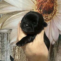 Girl 2 - Black female Shih Tzu puppy in Bethpage, Tennessee from Tennessee's Treasured Shih Tzus