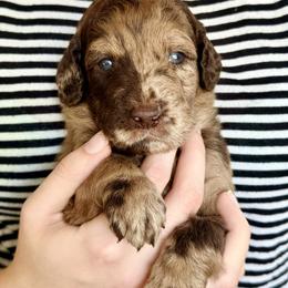 Harley - Merle female Goldendoodle puppy in Dayton, Ohio from Perks Court Doodles