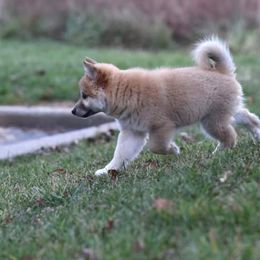 Icelandic Sheepdog Puppies from Valhalla Icelandic Sheepdogs