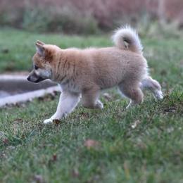 Icelandic Sheepdog Puppies from Valhalla Icelandic Sheepdogs