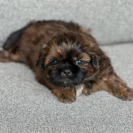 Chewy - Sable male Shih Tzu puppy in Kettering, Ohio from LaDawn’s Little Lions