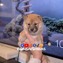 BENSON - Red male Shiba Inu puppy in Minnesota from BonsaiShibas