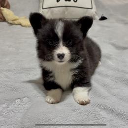 Full fluffy Badger - Black and white male American Corgi puppy in Decatur, Texas from Bar S Corgis