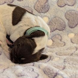 German Shorthaired Pointer Puppies from Hanaway GSPs