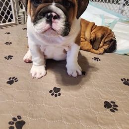 Bulldog Puppies from Mary Estabrook