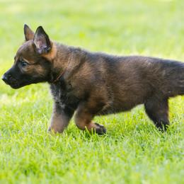 German Shepherd Puppies from Faoladh German Shepherds