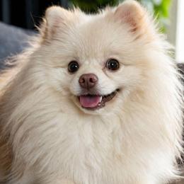 Sam - Cream parti male Pomeranian puppy in Boca Raton, Florida from Poms of The Shire