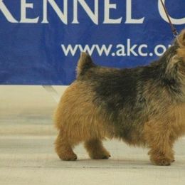 Norwich Terriers from Itsy Bitsy Norwich