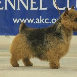 Norwich Terriers from Itsy Bitsy Norwich