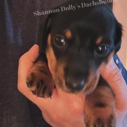 Dachshund Puppies from Shannon Dolly’s Dachshunds