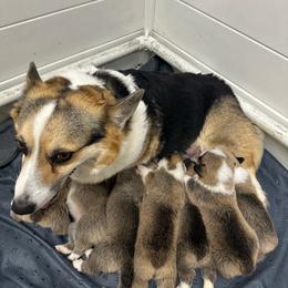 Ellie - Red female Pembroke Welsh Corgi puppy in Urbana, Ohio from Edgewood Farm and Kennel