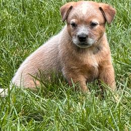 Sugarloaf tic tac toe - Red mottled male Australian Cattle Dog puppy in Billings, Montana from Sugarloaf French bulldogs and Australian cattle dogs