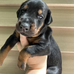 Doberman Pinscher Puppies from JM Dobermans