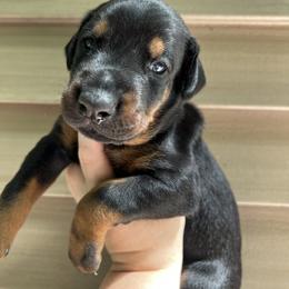 Doberman Pinscher Puppies from JM Dobermans