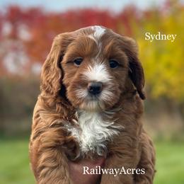 Sydney - Red  female Goldendoodle puppy in Milford, Indiana from Railway Acres Kennel