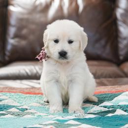 Girl 1 - female Golden Retriever puppy in Bedford, Indiana from Indiana Goldens