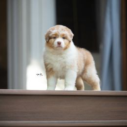 DJ - Red merle female Australian Shepherd puppy in Wheaton, Illinois from Patsy Heaven