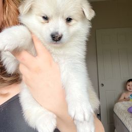 Pomsky Puppies from CNY Pocket Pomskies